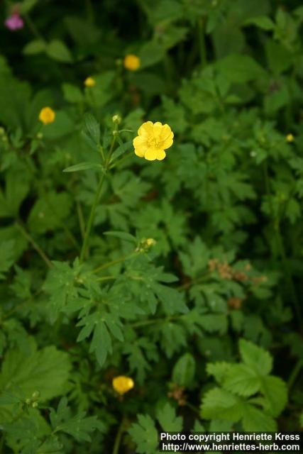 Photo: Ranunculus acris 3.