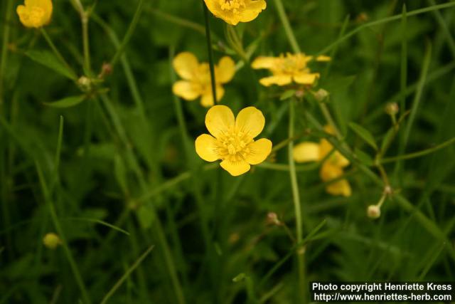 Photo: Ranunculus acris 6.