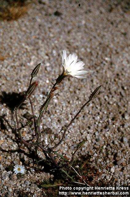 Photo: Rafinesquia californica.