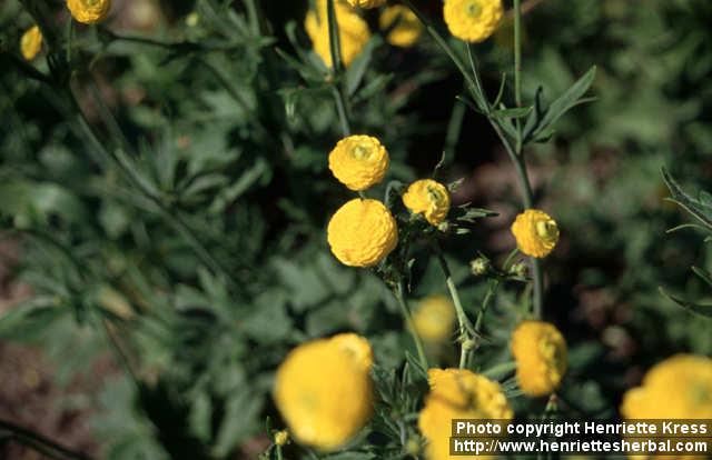 Photo: Ranunculus acris 1.