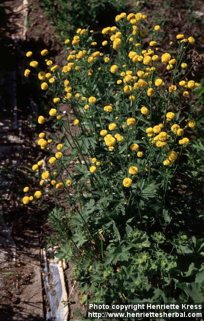 Photo: Ranunculus acris.