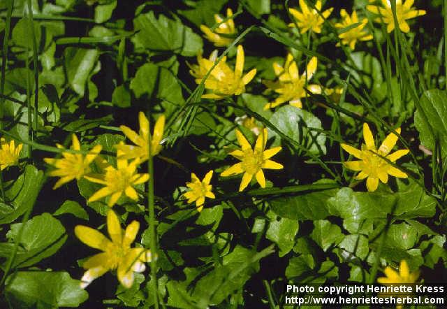 Photo: Ranunculus ficaria 3.