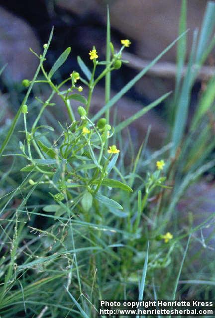 Photo: Ranunculus sceleratus 1.