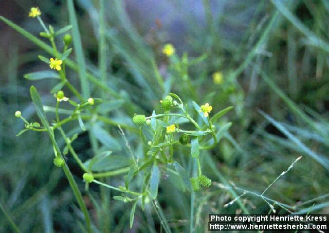 Photo: Ranunculus sceleratus.