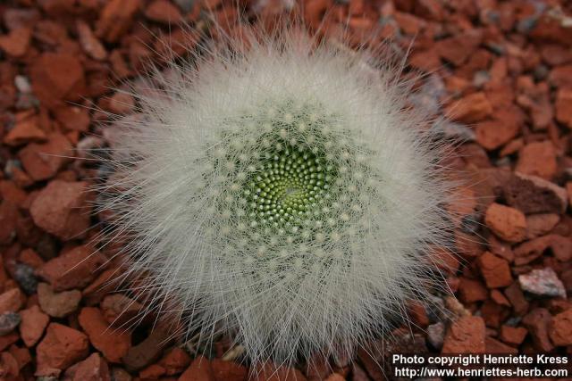 Photo: Rebutia fiebrigii.