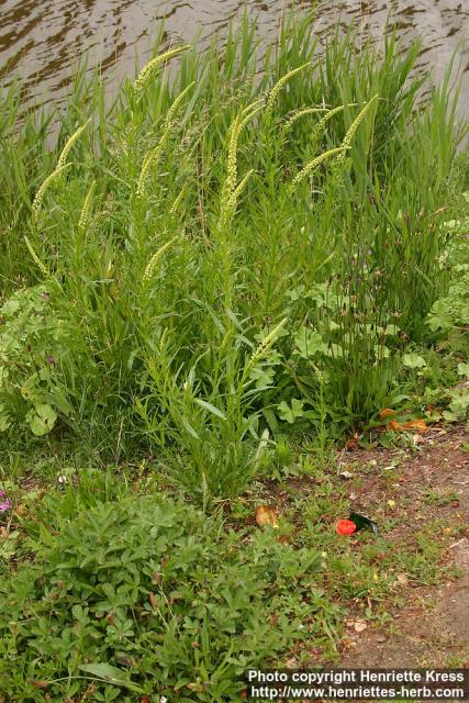 Photo: Reseda luteola 4.