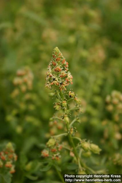 Photo: Reseda odorata 5.