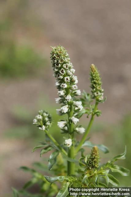 Photo: Reseda alba 1.