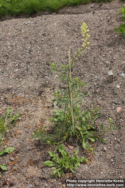 Photo: Reseda lutea 0.