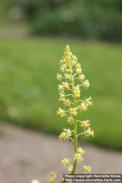 Photo: Reseda lutea 1.