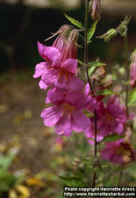 Photo: Rehmannia elata 1.