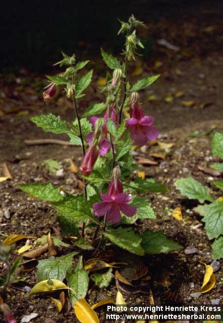 Photo: Rehmannia elata.