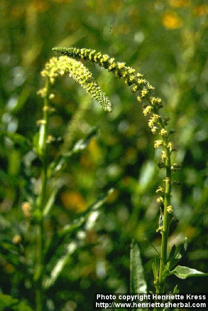 Photo: Reseda luteola 3.