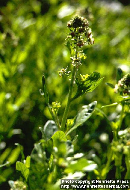 Photo: Reseda odorata 1.