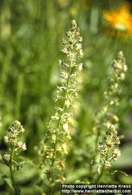 Photo: Reseda odorata 3.