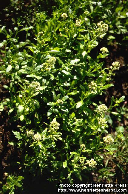 Photo: Reseda odorata.