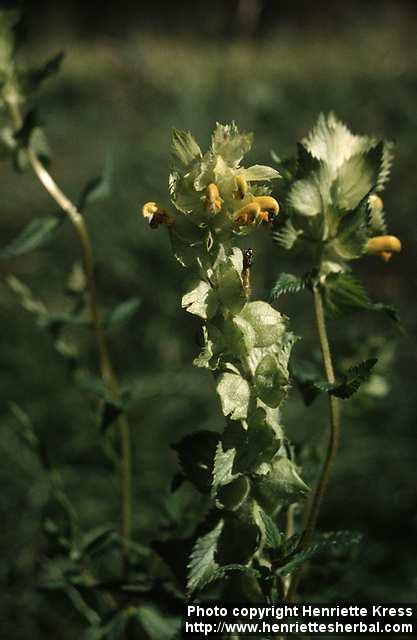 Photo: Rhinanthus serotinus.