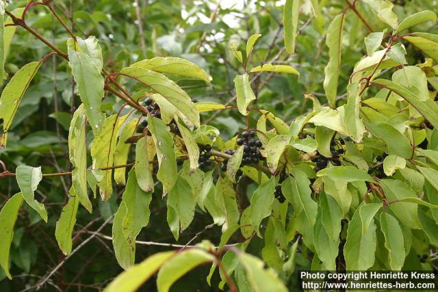 Photo: Rhamnus ussuriensis.