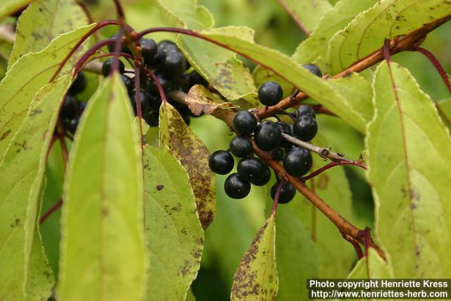 Photo: Rhamnus ussuriensis 1.