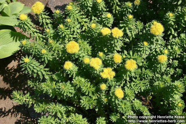 Photo: Rhodiola kirilowii 8.