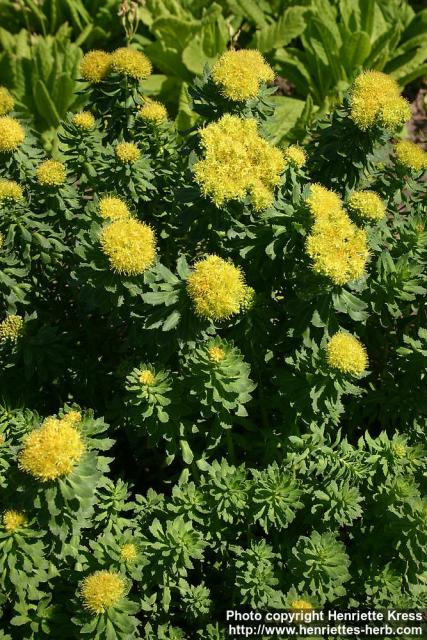 Photo: Rhodiola kirilowii 9.