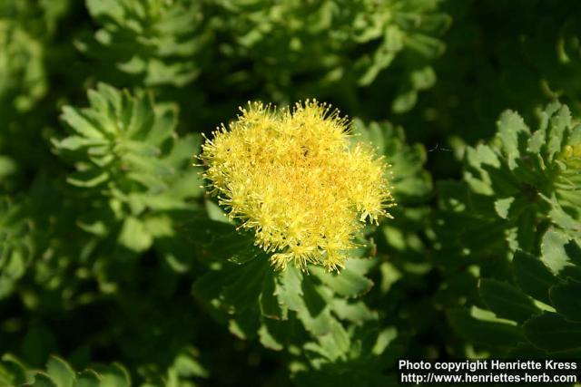 Photo: Rhodiola kirilowii 10.