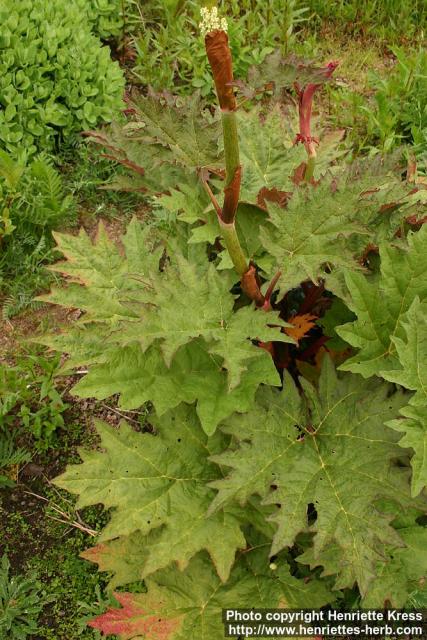 Photo: Rheum palmatum 4.