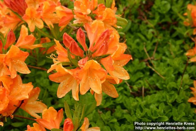 Photo: Rhododendron 4.