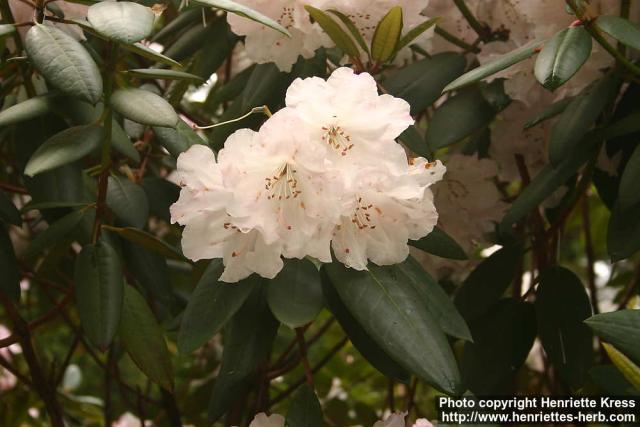 Photo: Rhododendron 7.