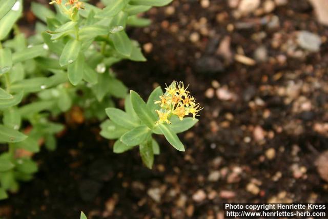 Photo: Rhodiola angusta.