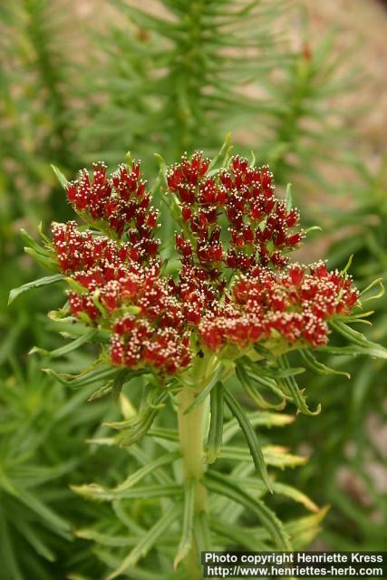 Photo: Rhodiola kirilowii 14.