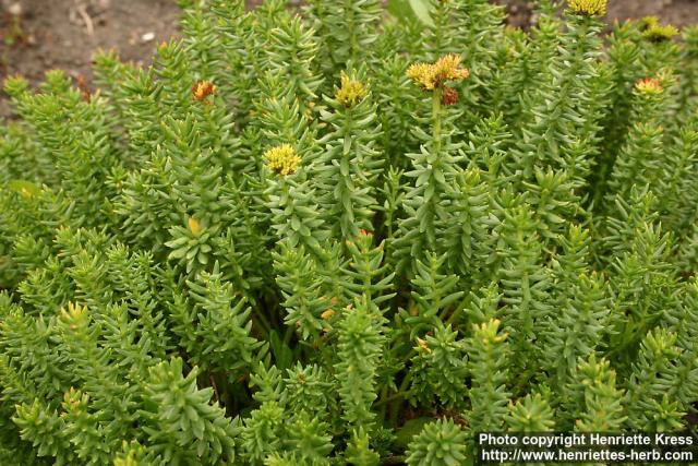 Photo: Rhodiola wallichiana.