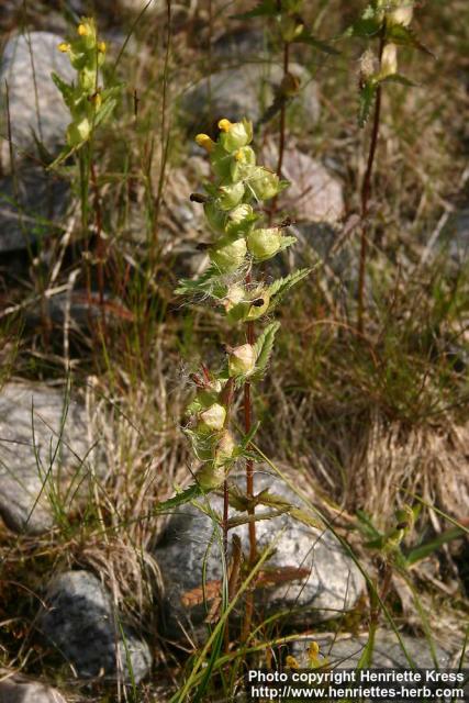 Photo: Rhinanthus minor 2.