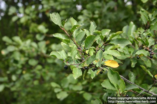 Photo: Frangula alnus 5.