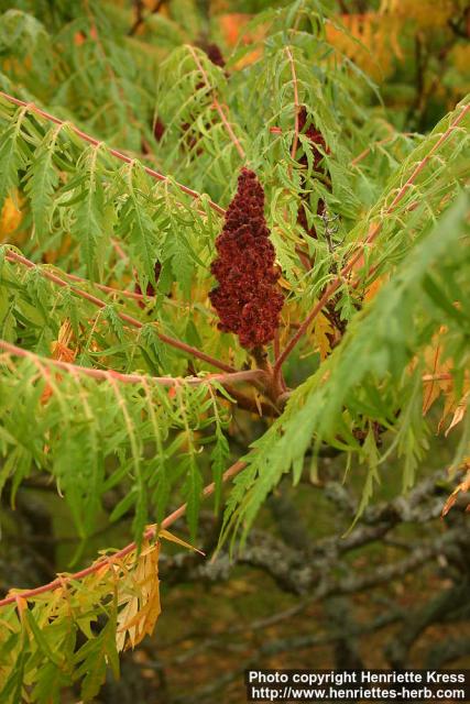 Photo: Rhus 1.