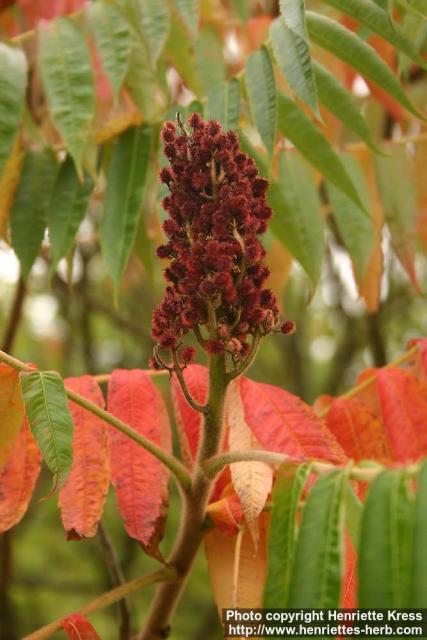 Photo: Rhus typhina 4.