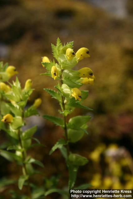 Photo: Rhinanthus serotinus 5.