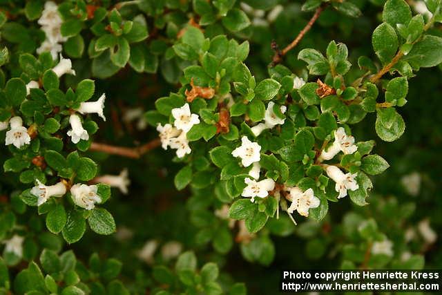 Photo: Rhododendron tsusiophyllum.