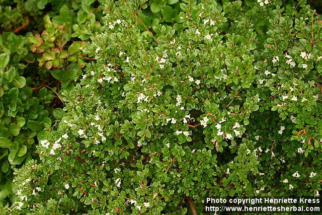 Photo: Rhododendron tsusiophyllum 1.