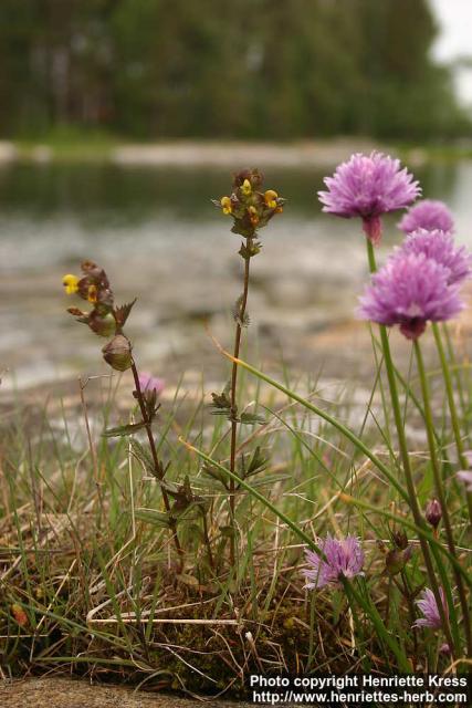 Photo: Rhinanthus serotinus 3.