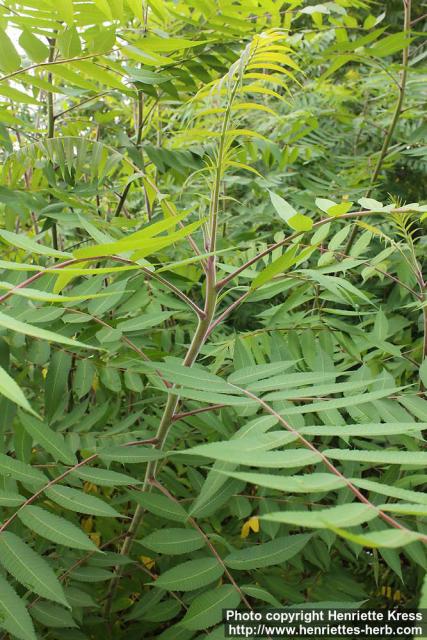 Photo: Rhus typhina 6.