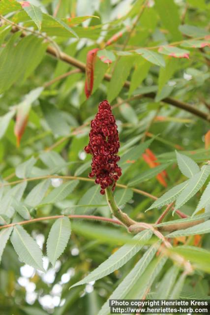 Photo: Rhus typhina 9.