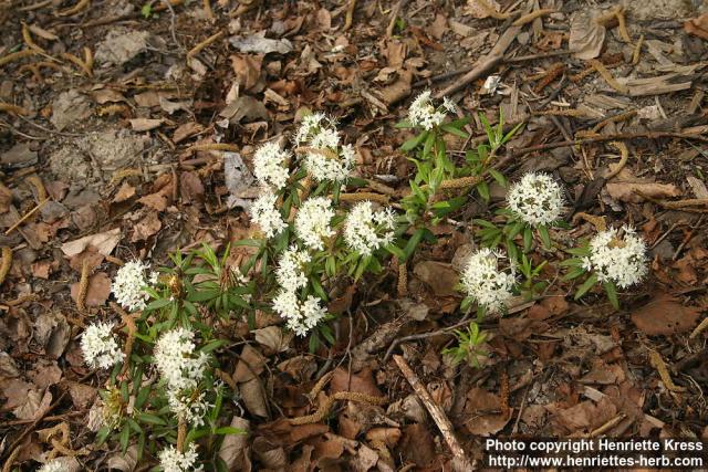 Photo: Rhododendron diversipilosum 0.