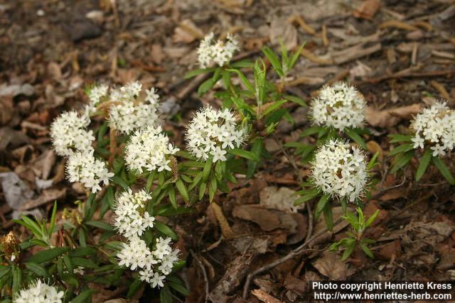 Photo: Rhododendron diversipilosum 2.