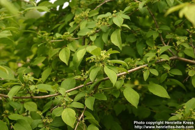 Photo: Rhamnus yoshinoi 0.