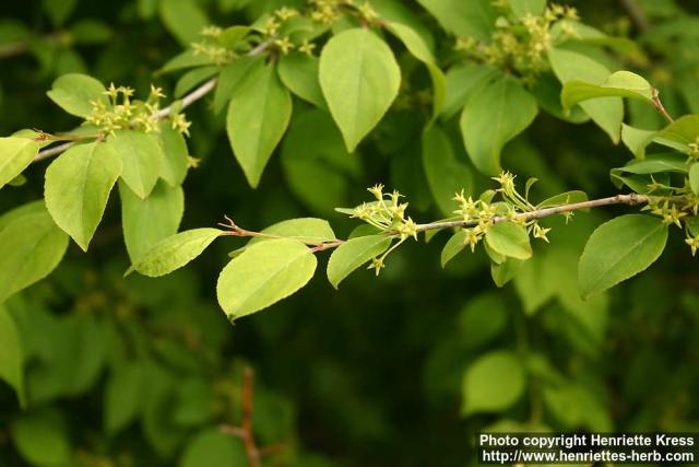 Photo: Rhamnus yoshinoi 1.