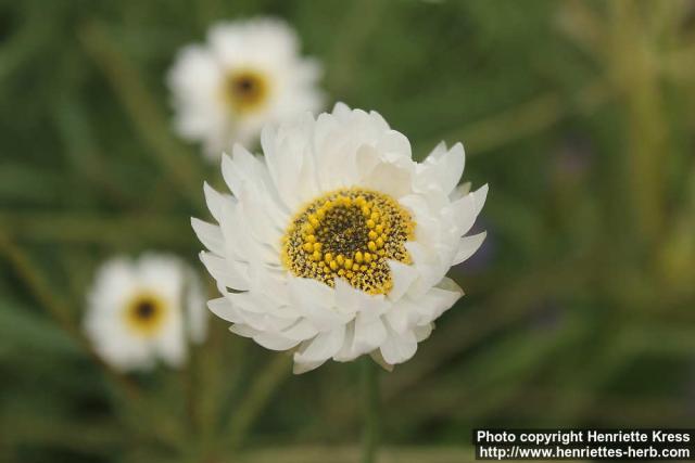 Photo: Rhodanthe chlorocephala 04.