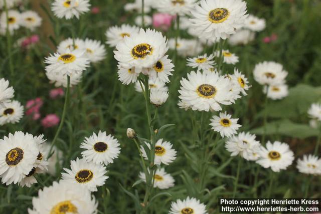 Photo: Rhodanthe chlorocephala 05.