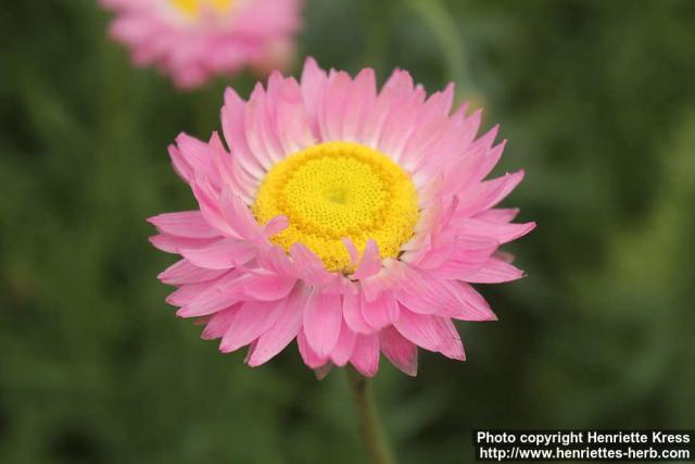 Photo: Rhodanthe chlorocephala 08.