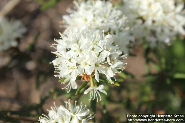 Photo: Rhododendron tomentosum 11.